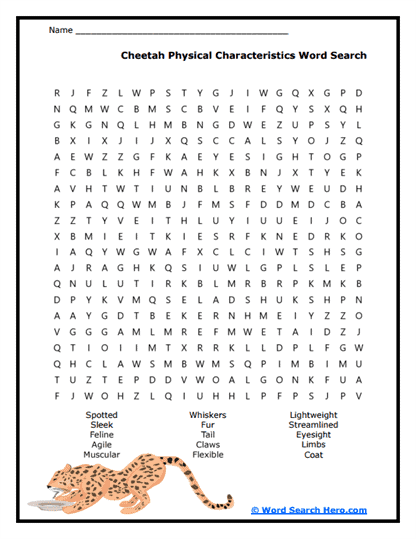 Cheetah Physical Characteristics Word Search