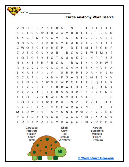 Turtle Word Searches