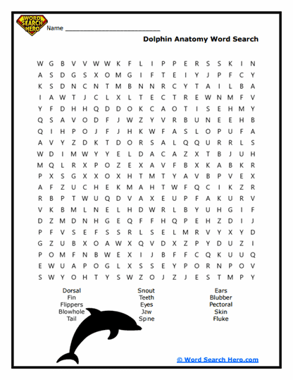 Anatomy Explorer Word Search