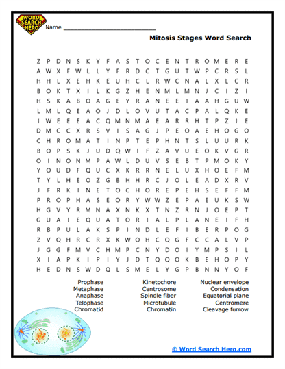 Mitosis and Meiosis Word Searches