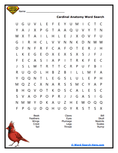 Feather Facts Word Search