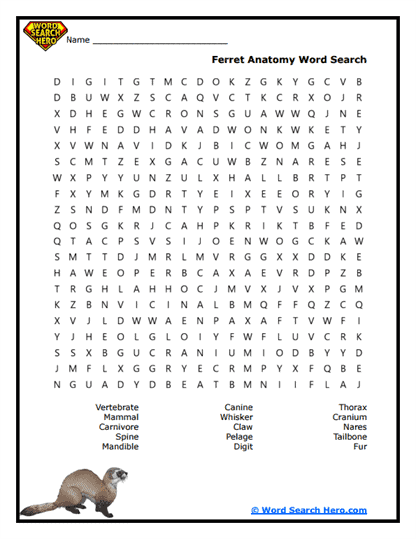 Ferret Word Searches