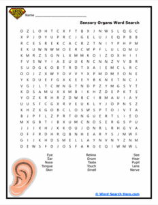 Body Parts Word Searches - Word Search Hero.com