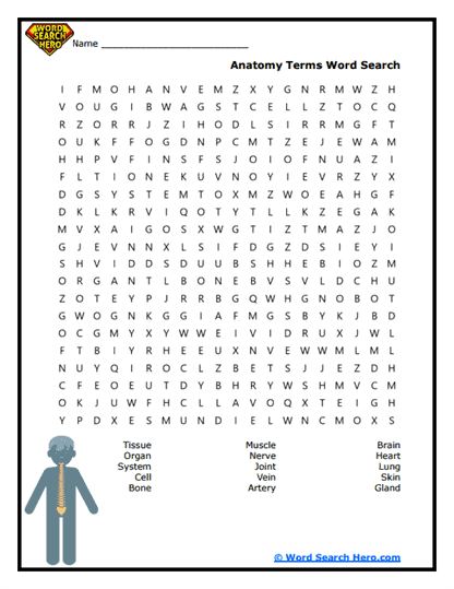 Anatomical Terms Word Search