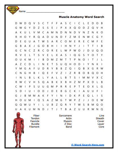Anatomy Grid Word Search