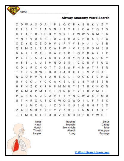 Organ System Word Searches
